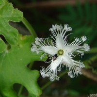 Trichosanthes cucumerina L.
